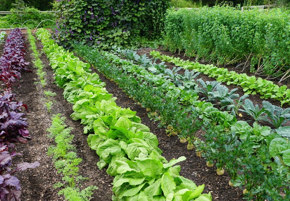 potager 2